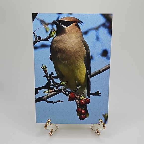 NobleCaptures Other - 4x6 Cedar Waxwing Bird Photography‎ Print Nature Photography
